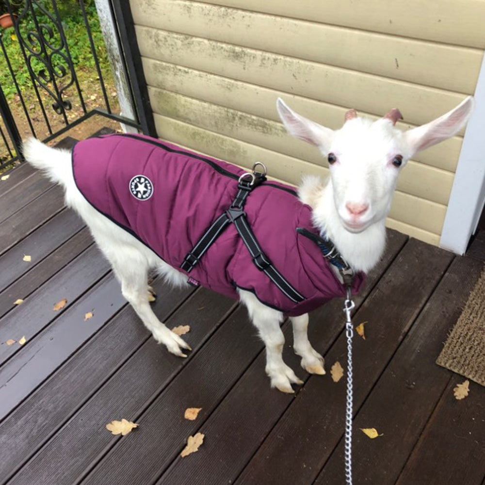 Waterproof Dog Clothes Winter Dog Coat With Harness Warm Pet Clothing Big Dog Jacket Chihuahua Labrador Coat Costume - My Store
