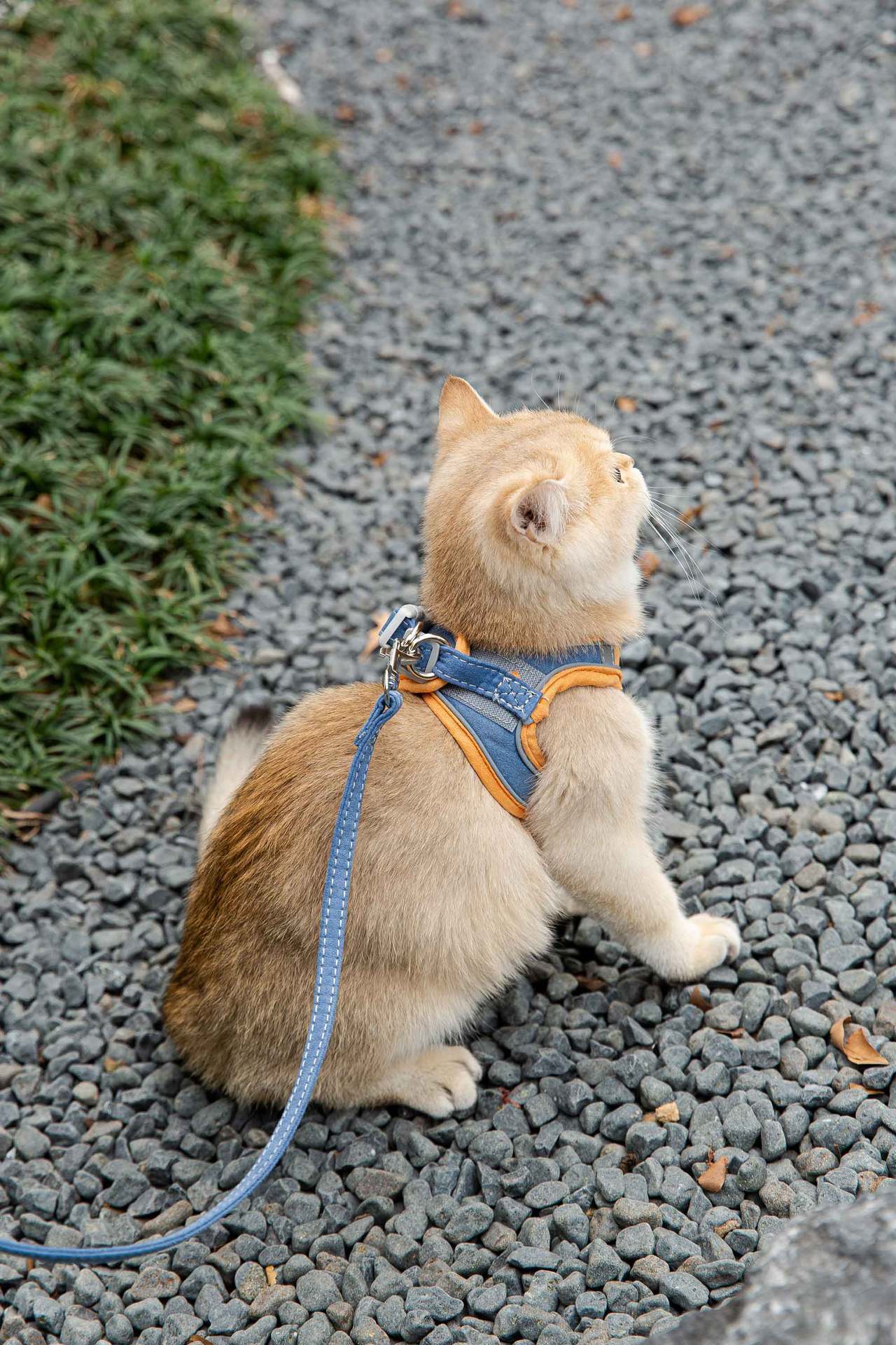 Cat Traction Rope Vest-Style Reflective Chest Harness Anti-Stroke Resistance Cute Go Out Dog Traction Rope Special Rope For Walking Cats - My Store