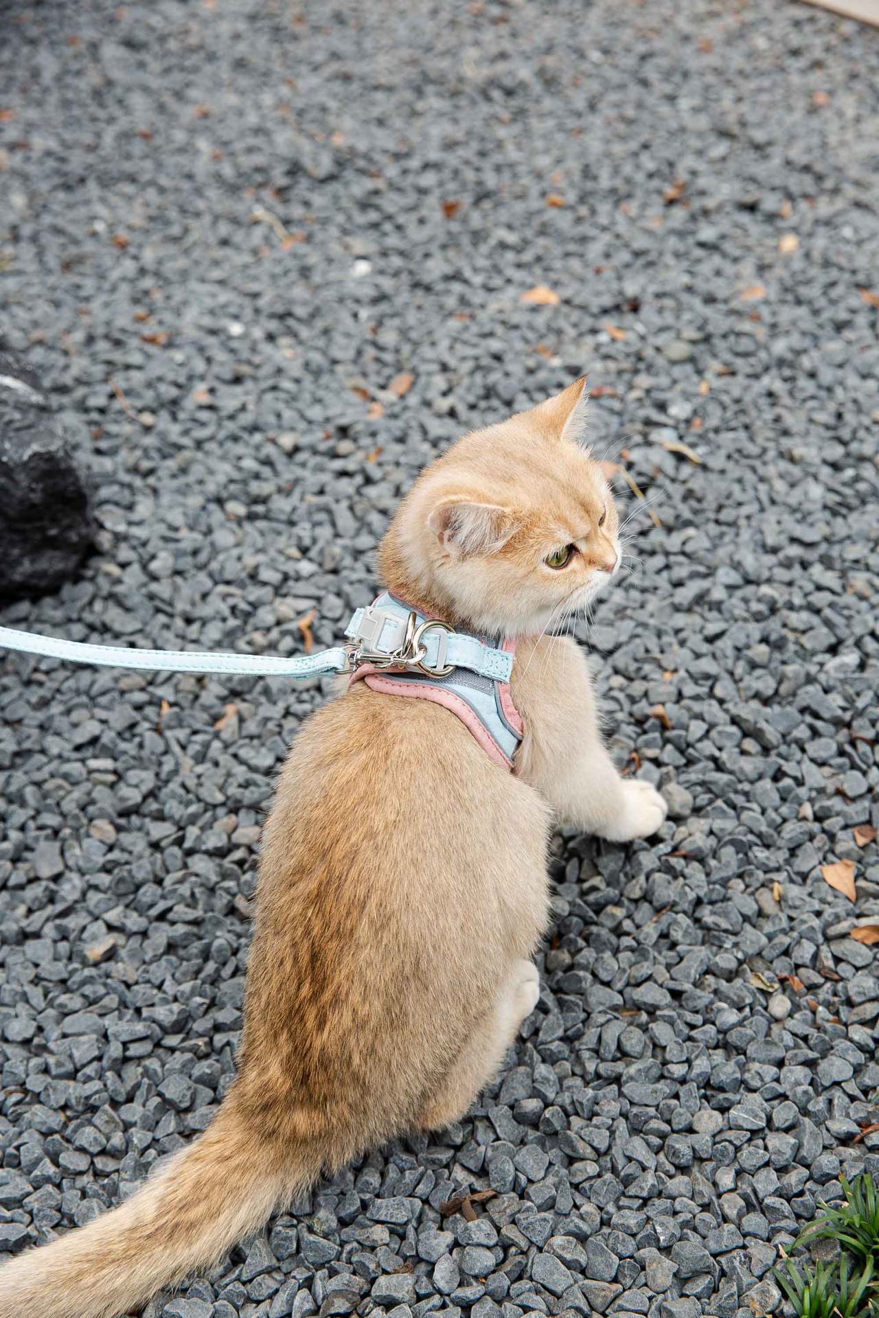 Cat Traction Rope Vest-Style Reflective Chest Harness Anti-Stroke Resistance Cute Go Out Dog Traction Rope Special Rope For Walking Cats - My Store