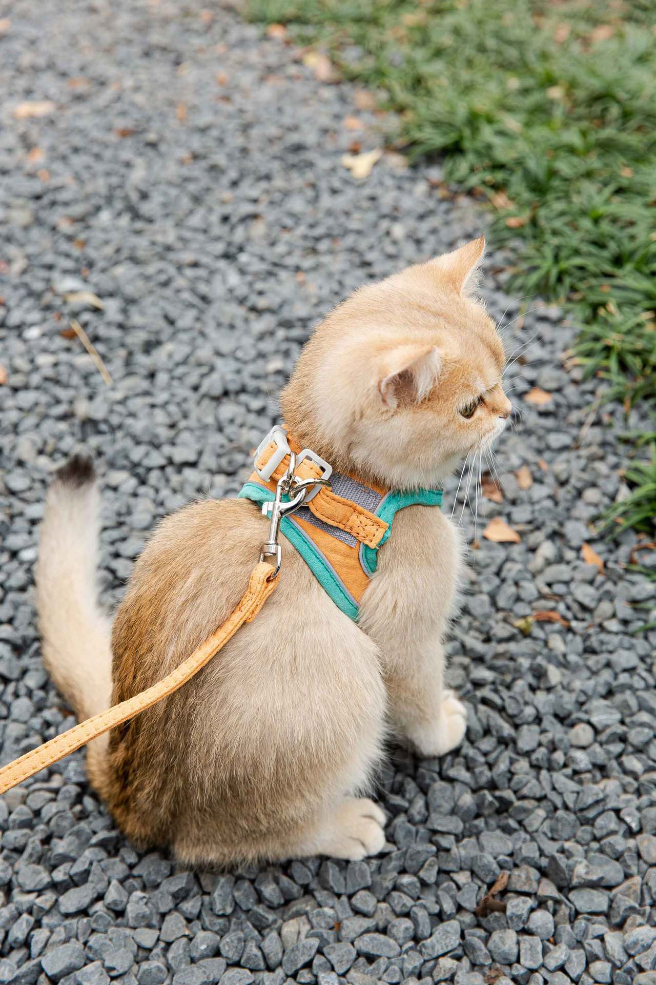 Cat Traction Rope Vest-Style Reflective Chest Harness Anti-Stroke Resistance Cute Go Out Dog Traction Rope Special Rope For Walking Cats - My Store