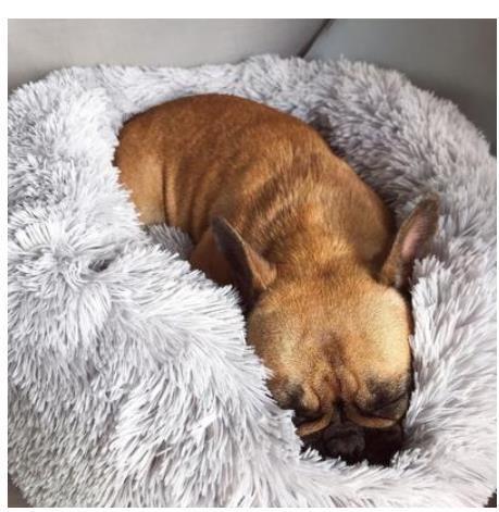 Dog Beds For Small Dogs Round Plush Cat Litter Kennel Pet Nest Mat Puppy Beds - My Store