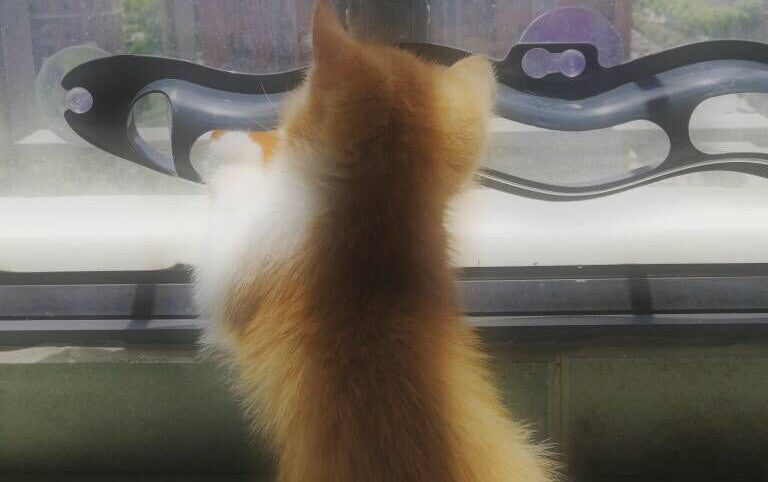 Windowsill Pets Toy Cat Track Ball Pet Products - My Store
