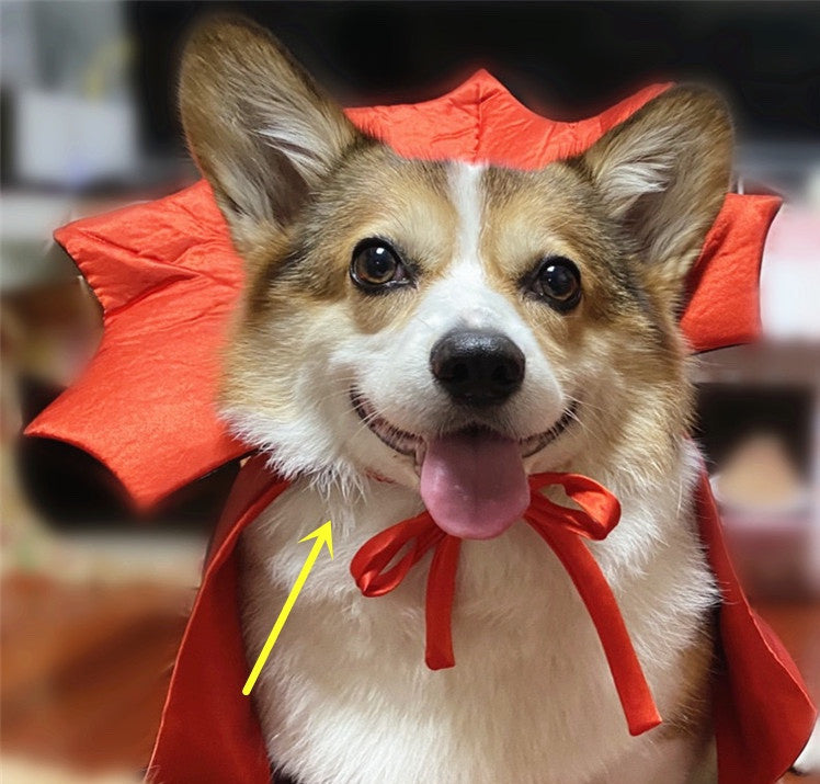 Halloween Pet Costumepet Halloween Cape Vampire King - My Store
