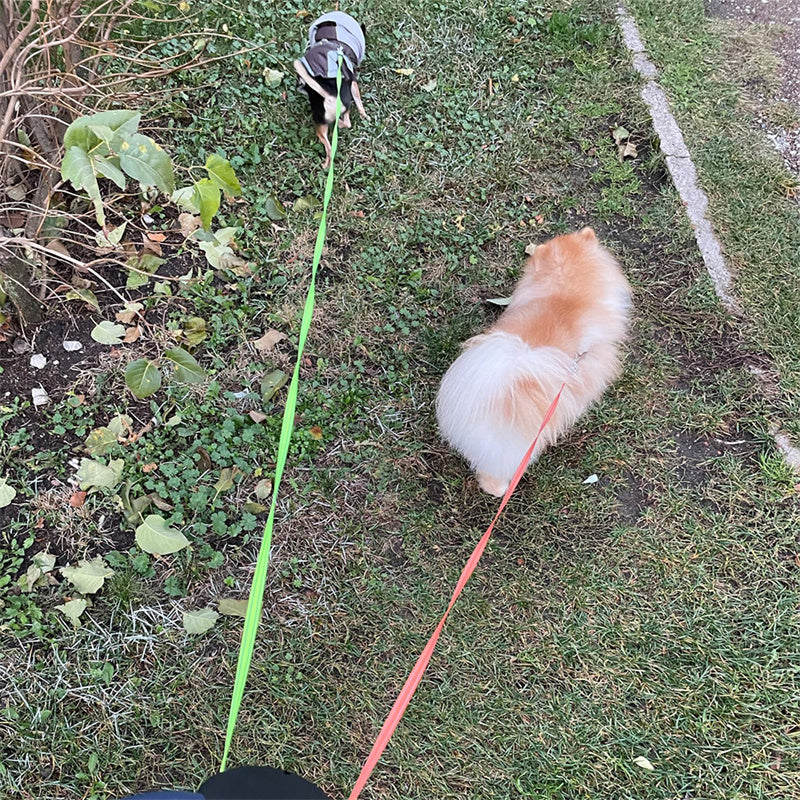 Retractable Dog Leash For Small Dogs Reflective Dual Pet Leash Lead 360 Swivel No Double Dog Walking Leash With Lights Pet Products - My Store